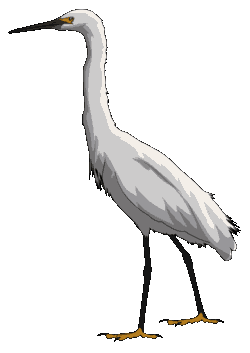 Der Reiher