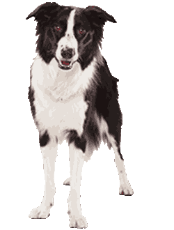 Der Hund